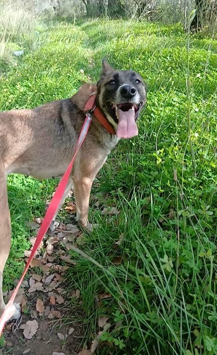 Kira, simil Malinois, una compagna di giochi ideale - media 5