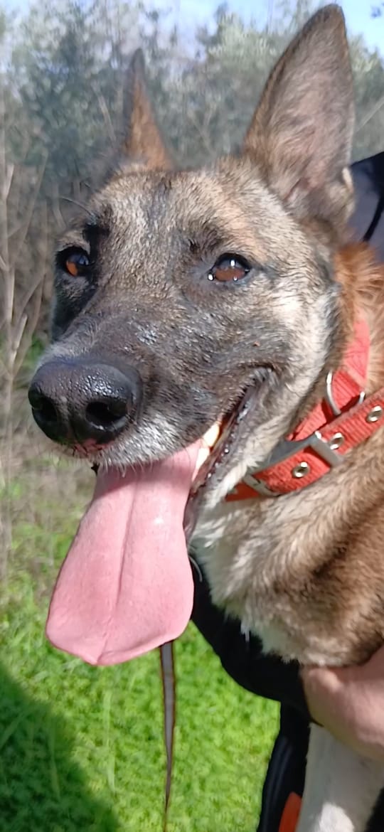 Kira, simil Malinois, una compagna di giochi ideale - media 4