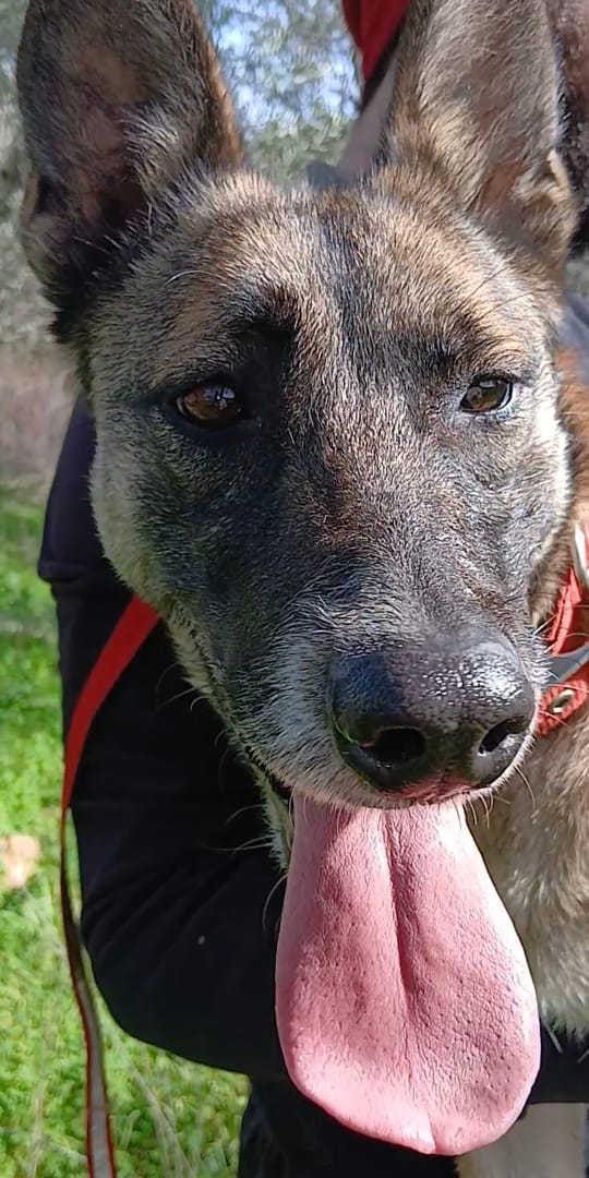 Kira, simil Malinois, una compagna di giochi ideale - media 6
