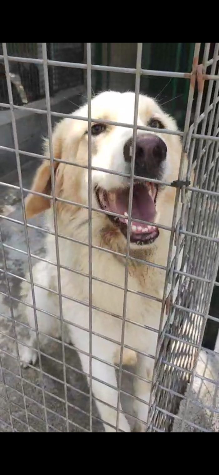 Lui è Corrado 3anni e sorride ancora dietro una gabbia
