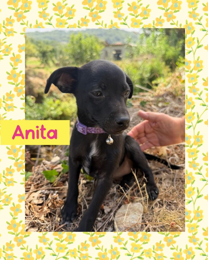 💖🐾 Anita dolce cucciola taglia piccola in adozione