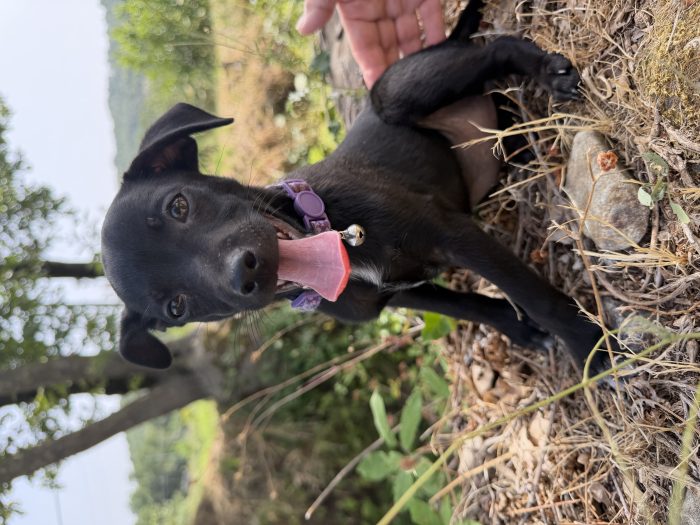 💖🐾 Anita dolce cucciola taglia piccola in adozione