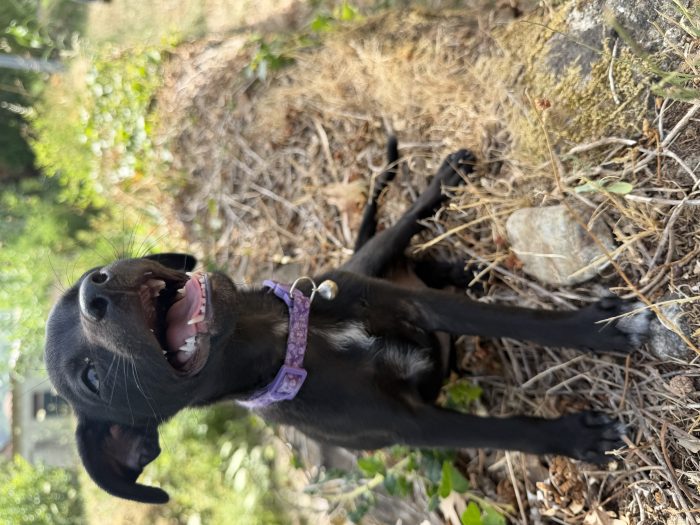 💖🐾 Anita dolce cucciola taglia piccola in adozione - media 4