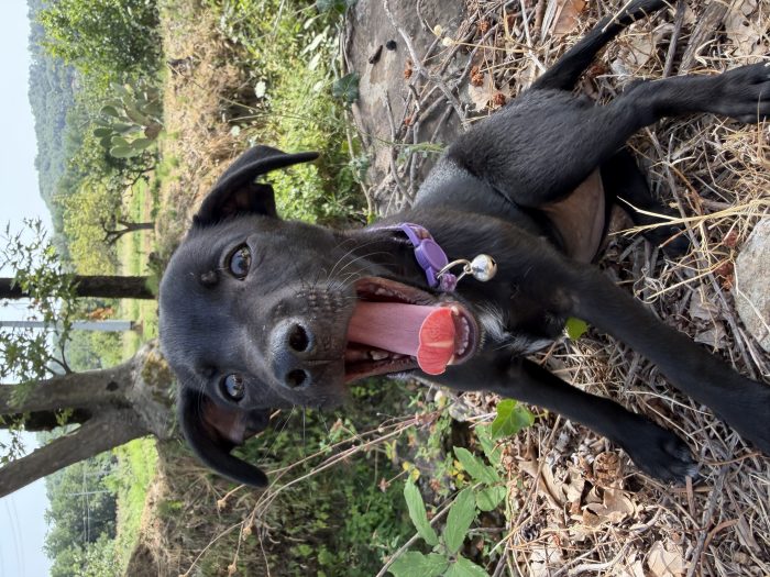 💖🐾 Anita dolce cucciola taglia piccola in adozione