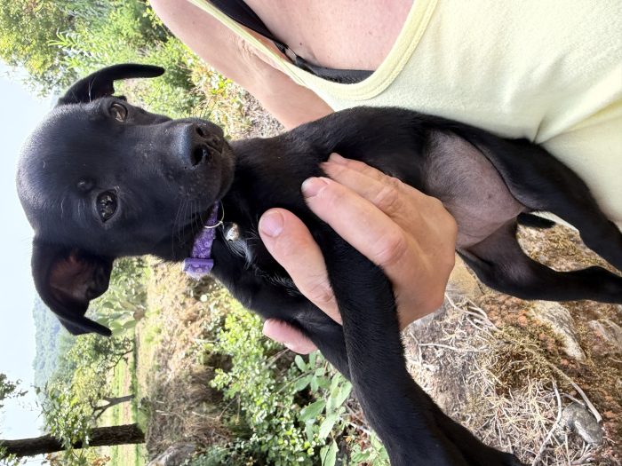 💖🐾 Anita dolce cucciola taglia piccola in adozione - media 5