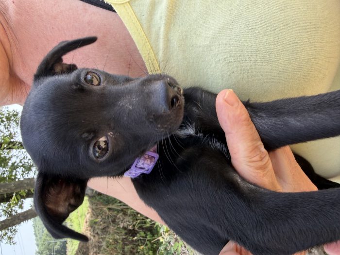 💖🐾 Anita dolce cucciola taglia piccola in adozione - media 7