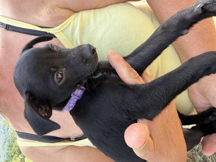💖🐾 Anita dolce cucciola taglia piccola in adozione - media 6