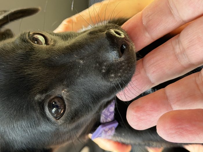 💖🐾 Anita dolce cucciola taglia piccola in adozione - media 8