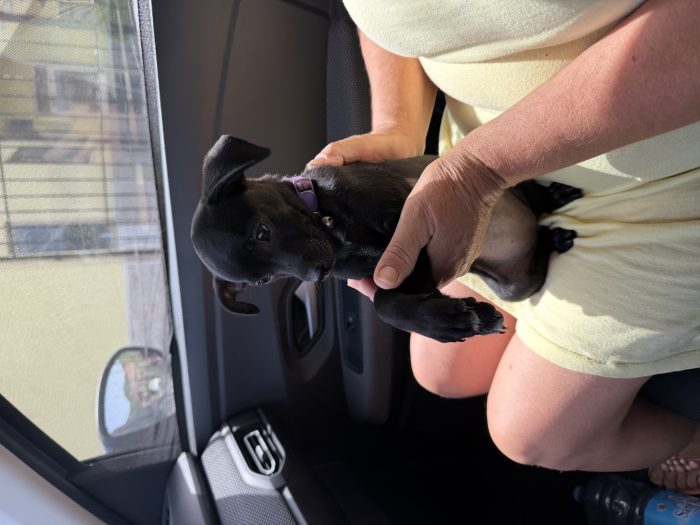 💖🐾 Anita dolce cucciola taglia piccola in adozione - media 9