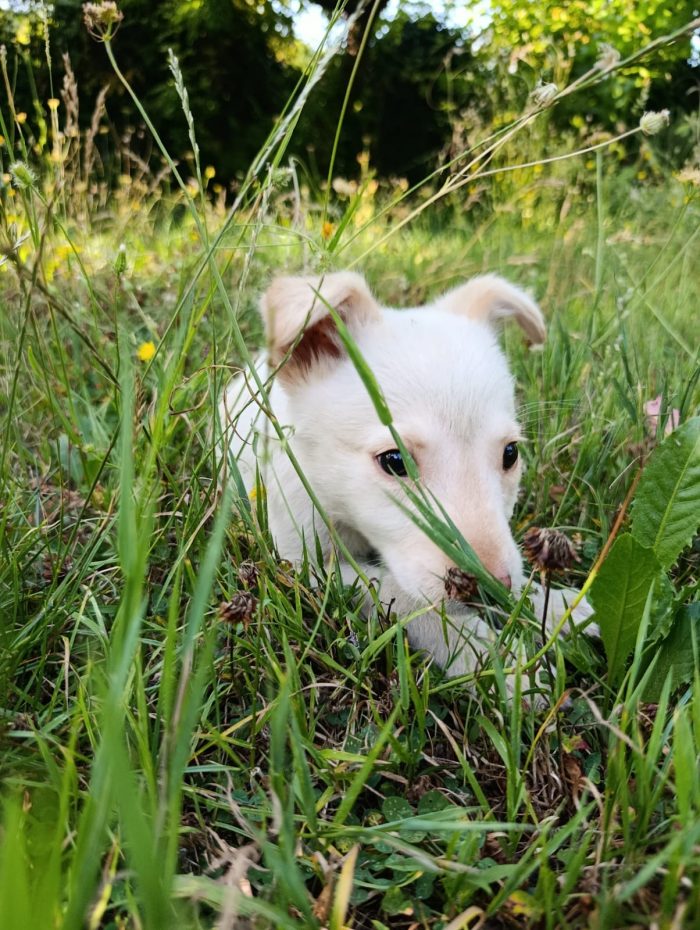 Dolce cucciolo taglia medio piccola in adozione