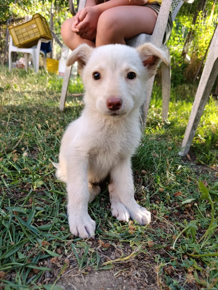 Dolce cucciolo taglia medio piccola in adozione - media 5