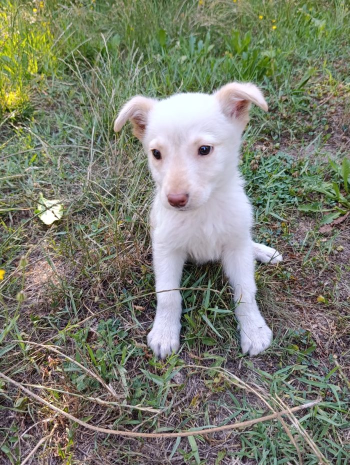 Dolce cucciolo taglia medio piccola in adozione - media 4