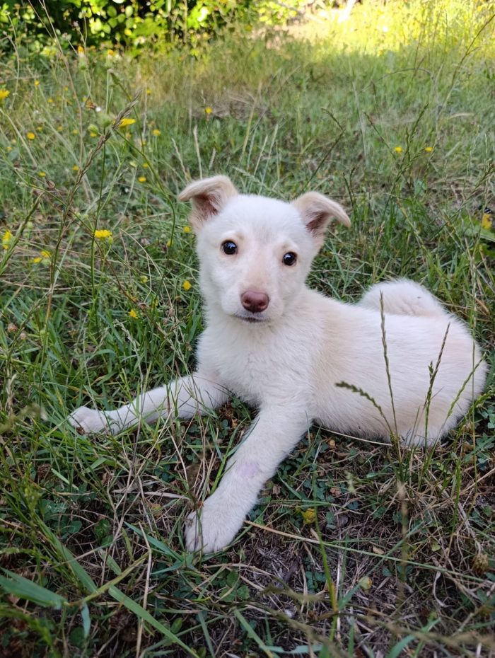 Dolce cucciolo taglia medio piccola in adozione