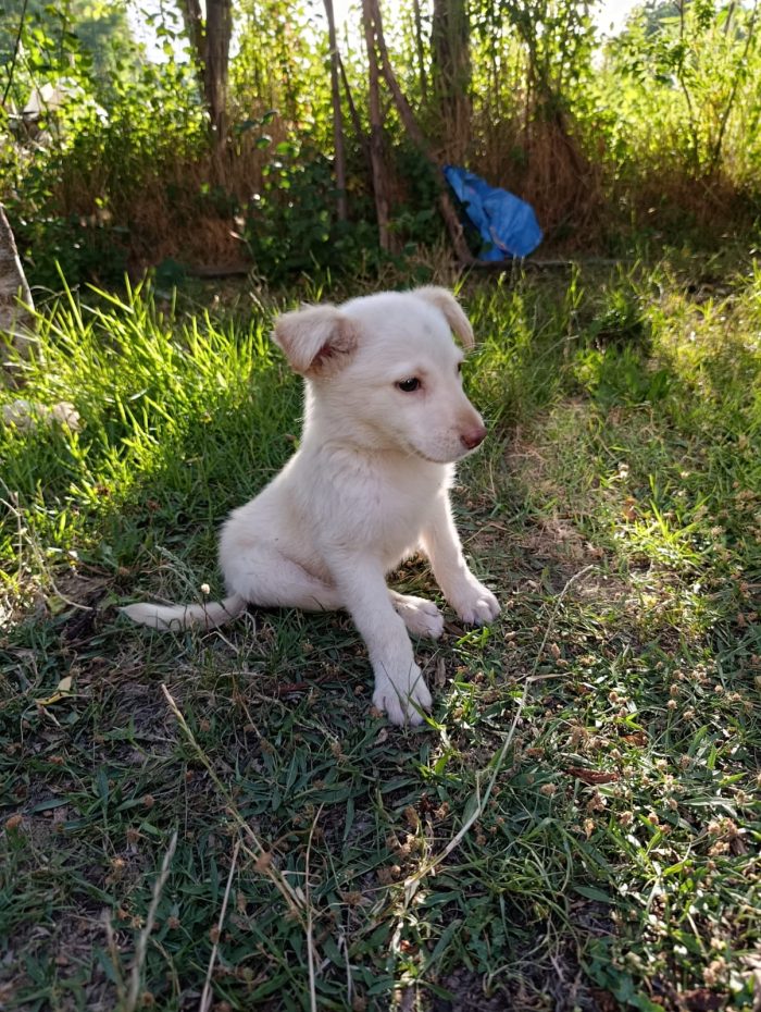 Dolce cucciolo taglia medio piccola in adozione - media 7