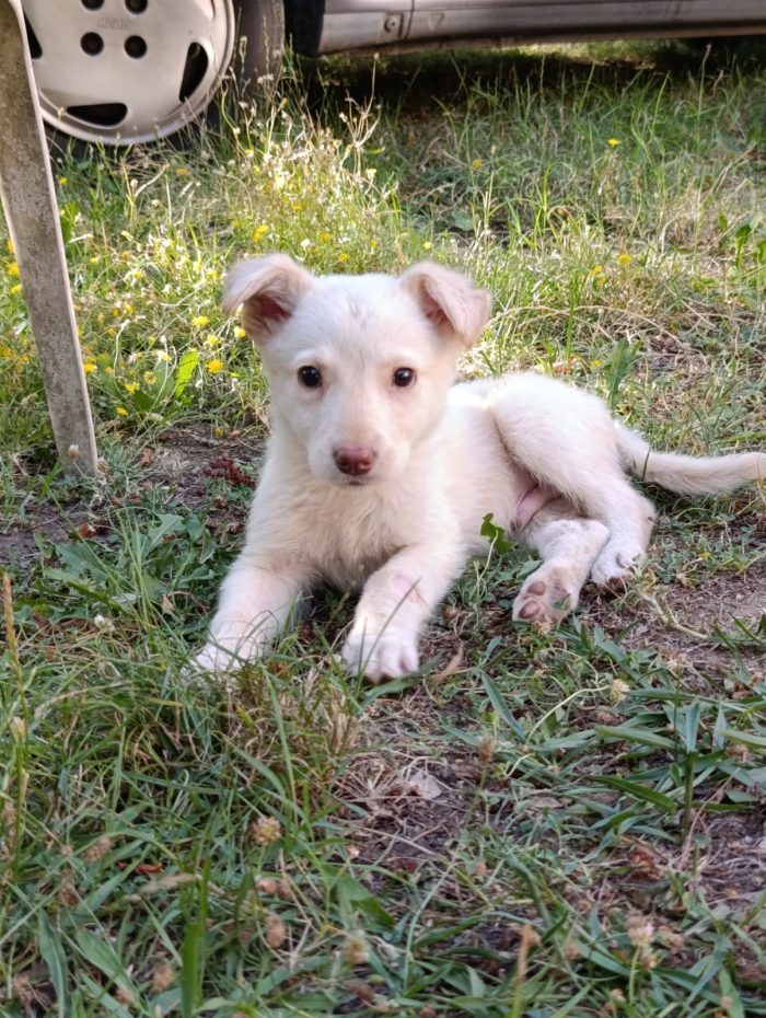 Dolce cucciolo taglia medio piccola in adozione - media 6