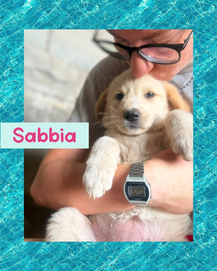 💖🐾 SABBIA DOLCE CUCCIOLA IN ADOZIONE