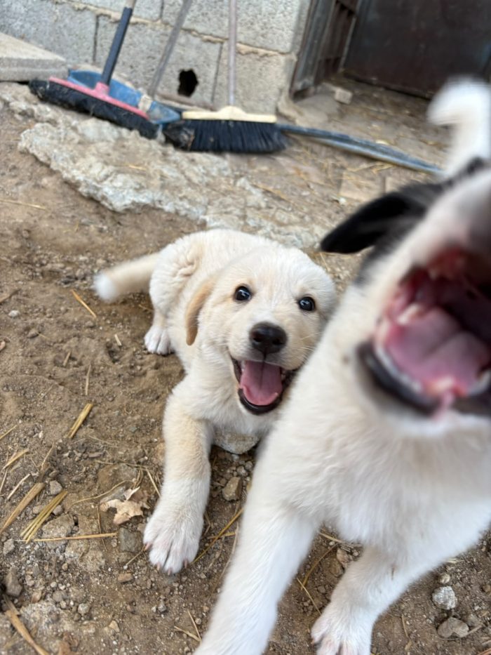 💖🐾 SABBIA DOLCE CUCCIOLA IN ADOZIONE