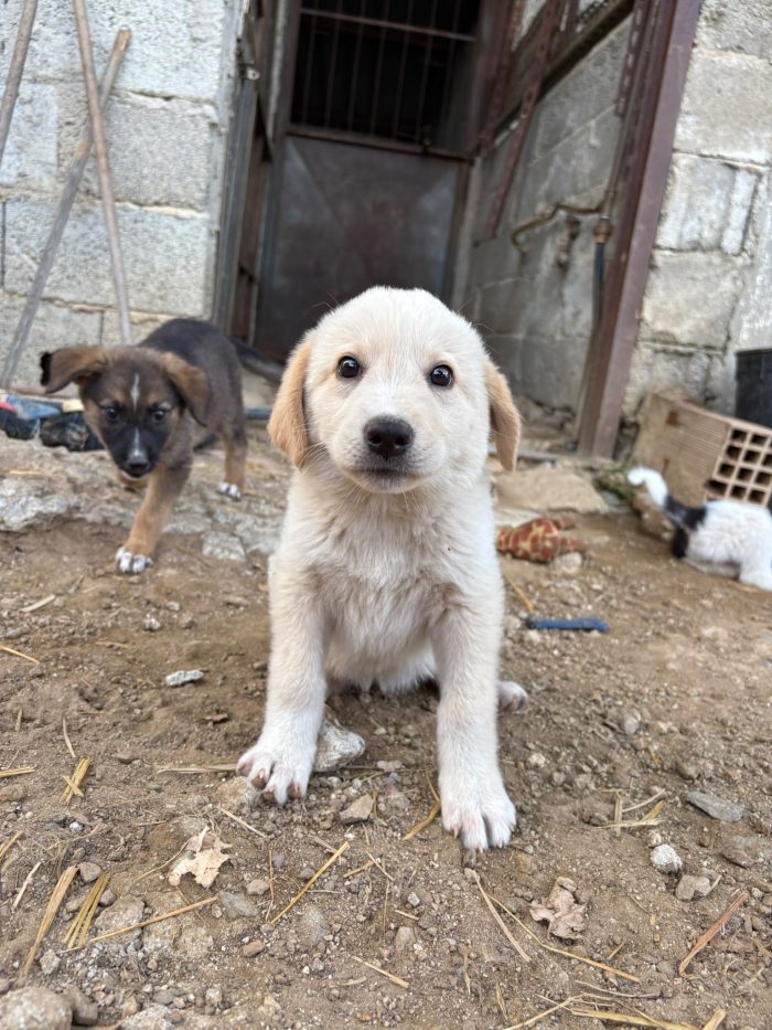 💖🐾 SABBIA DOLCE CUCCIOLA IN ADOZIONE - media 5