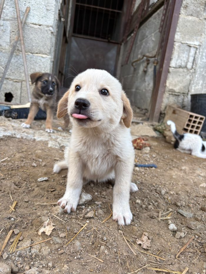 💖🐾 SABBIA DOLCE CUCCIOLA IN ADOZIONE - media 4