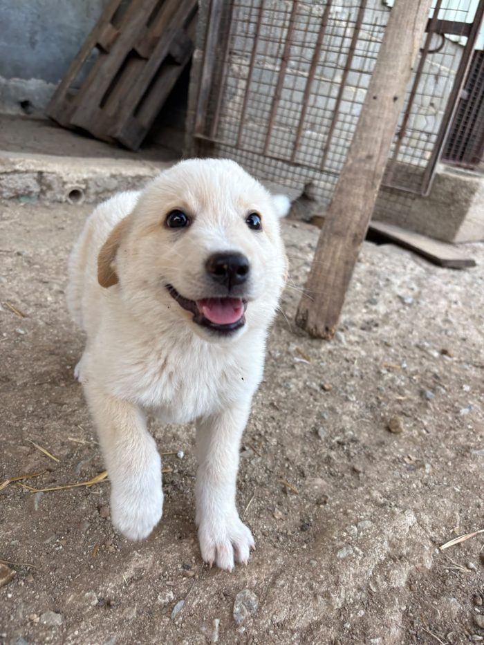 💖🐾 SABBIA DOLCE CUCCIOLA IN ADOZIONE