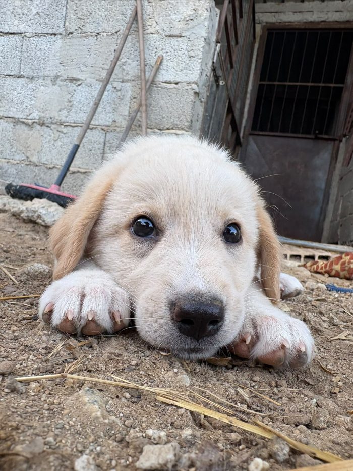 💖🐾 SABBIA DOLCE CUCCIOLA IN ADOZIONE - media 7