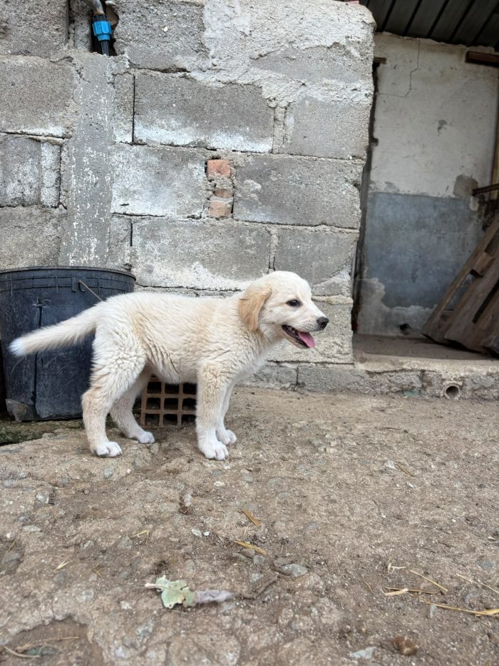 💖🐾 SABBIA DOLCE CUCCIOLA IN ADOZIONE - media 6