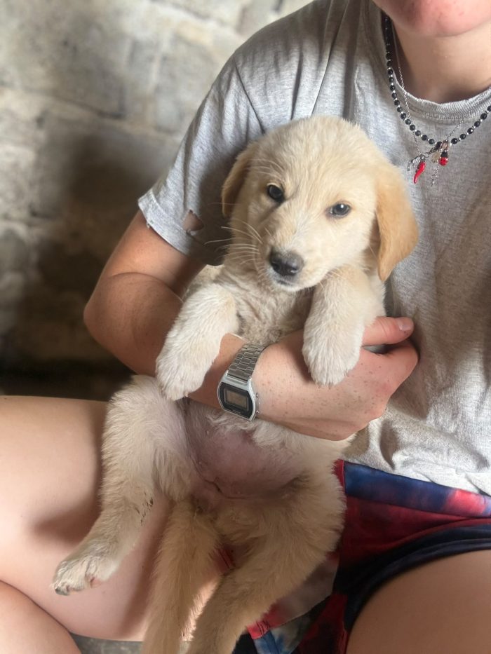 💖🐾 SABBIA DOLCE CUCCIOLA IN ADOZIONE - media 10