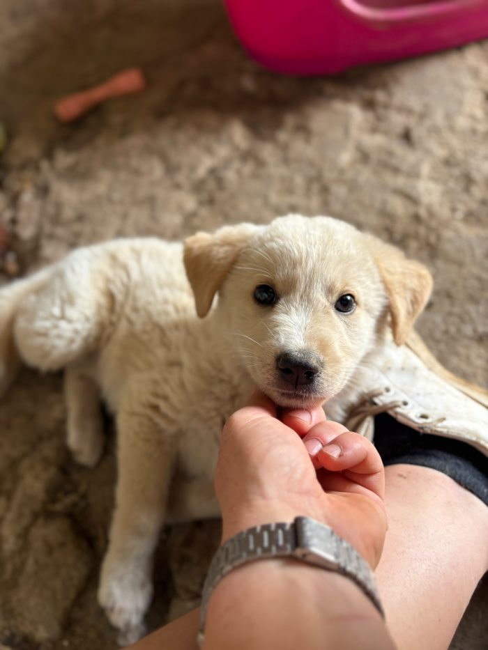 💖🐾 SABBIA DOLCE CUCCIOLA IN ADOZIONE - media 9