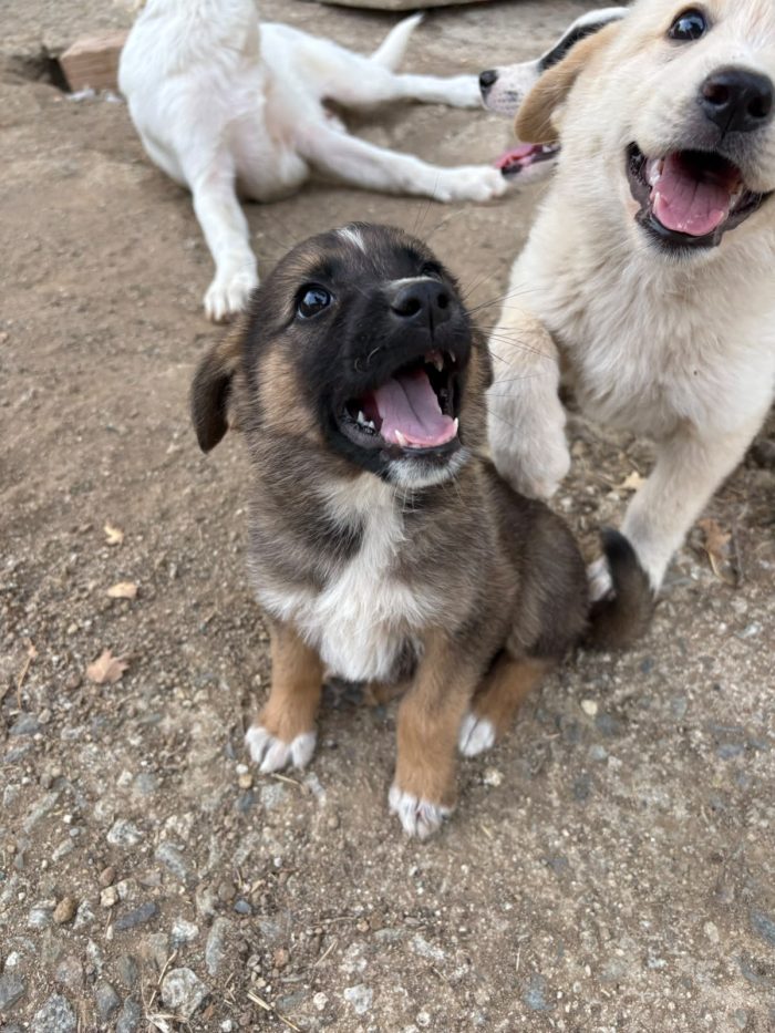 💖🐾 pixel 🐾💖 dolce cucciola in adozione