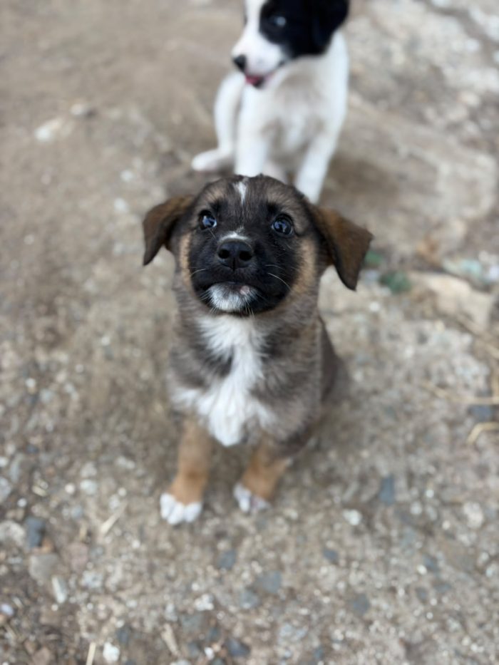 💖🐾 pixel 🐾💖 dolce cucciola in adozione