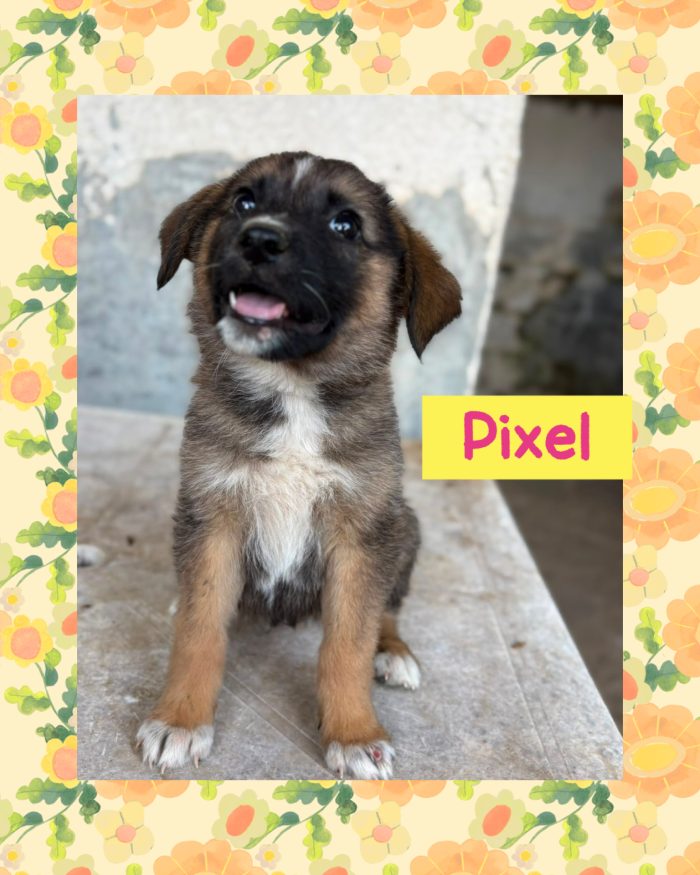 💖🐾 pixel 🐾💖 dolce cucciola in adozione