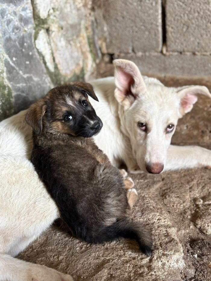 💖🐾 pixel 🐾💖 dolce cucciola in adozione - media 7