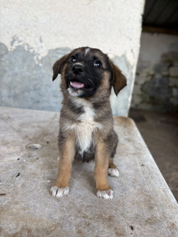 💖🐾 pixel 🐾💖 dolce cucciola in adozione - media 4
