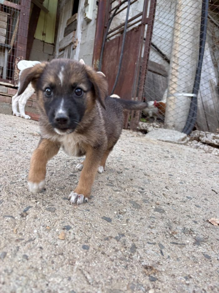 💖🐾 pixel 🐾💖 dolce cucciola in adozione - media 5