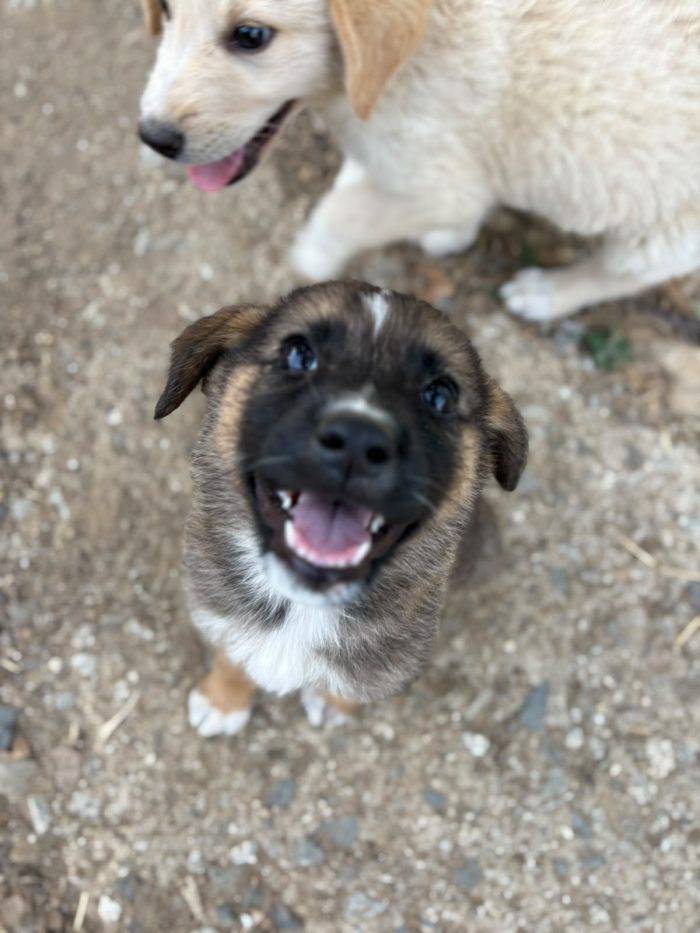 💖🐾 pixel 🐾💖 dolce cucciola in adozione - media 6