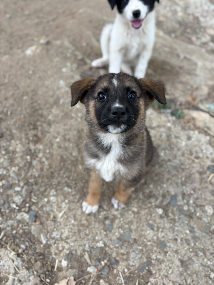 💖🐾 pixel 🐾💖 dolce cucciola in adozione - media 8