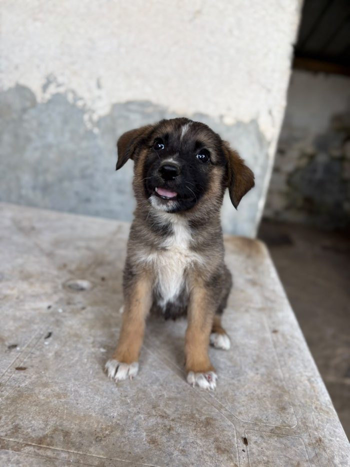 💖🐾 pixel 🐾💖 dolce cucciola in adozione - media 10