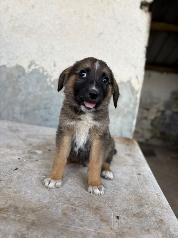 💖🐾 pixel 🐾💖 dolce cucciola in adozione - media 9