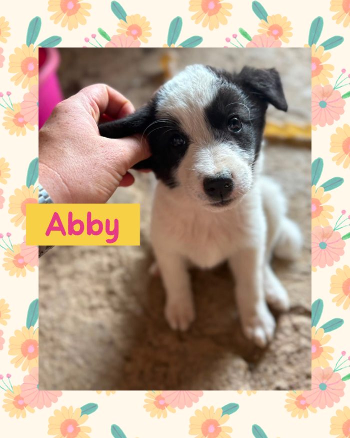 💖🐾 abby 🐾💖 dolcissima cucciola in adozione