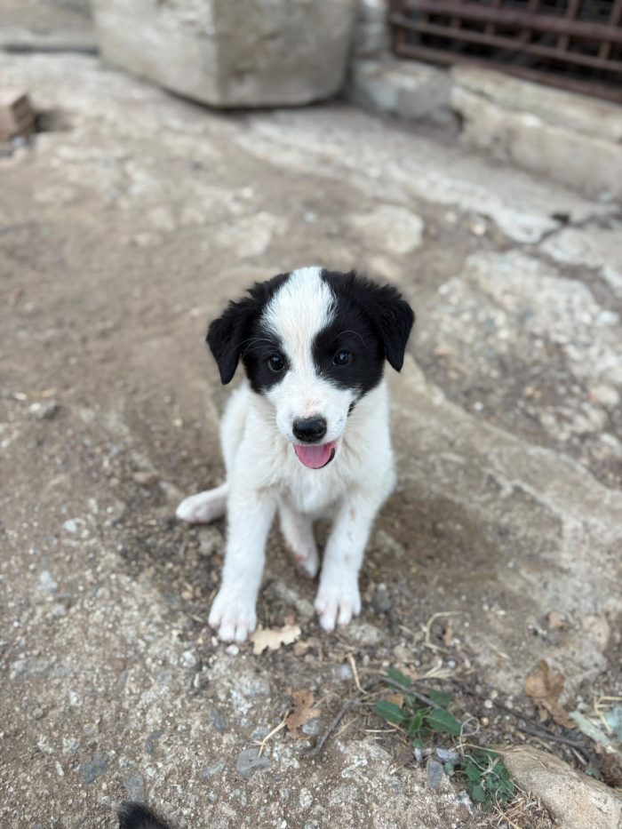 💖🐾 abby 🐾💖 dolcissima cucciola in adozione
