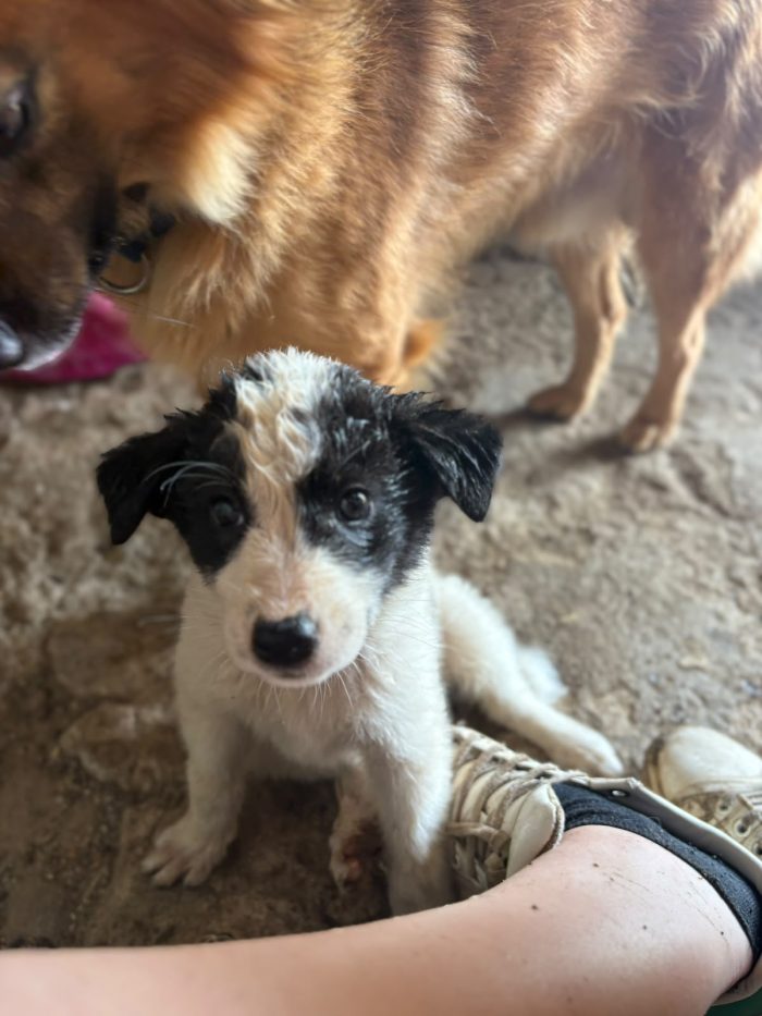 💖🐾 abby 🐾💖 dolcissima cucciola in adozione - media 6