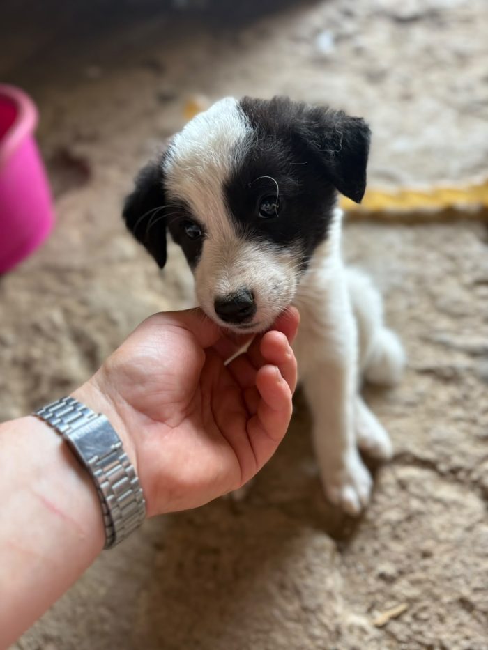 💖🐾 abby 🐾💖 dolcissima cucciola in adozione - media 7