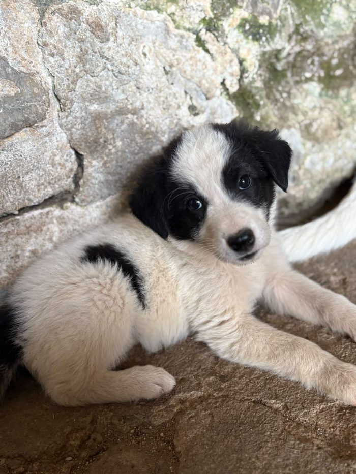 💖🐾 abby 🐾💖 dolcissima cucciola in adozione - media 9