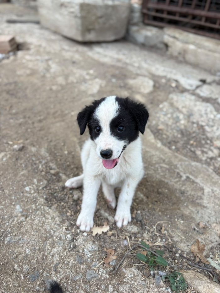 💖🐾 abby 🐾💖 dolcissima cucciola in adozione - media 10