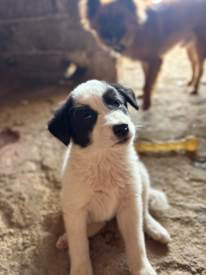 💖🐾 abby 🐾💖 dolcissima cucciola in adozione - media 8