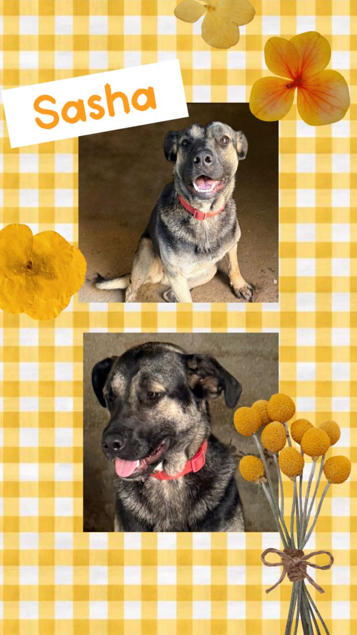 💖🐾 sasha bellissima cagnolina in adozione