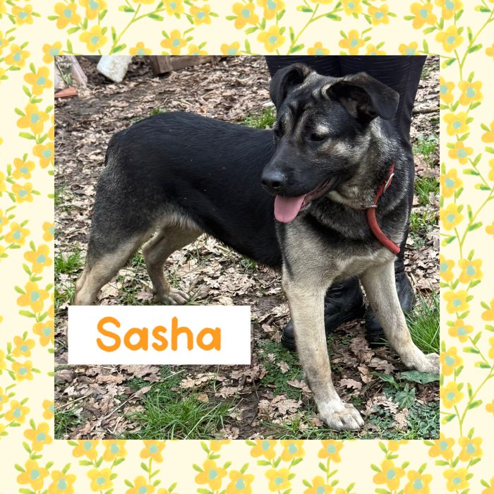 💖🐾 sasha bellissima cagnolina in adozione
