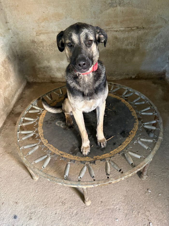 💖🐾 sasha bellissima cagnolina in adozione - media 7