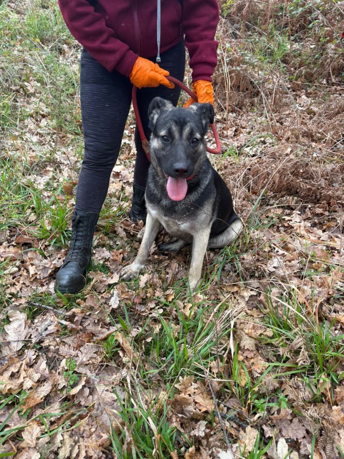 💖🐾 sasha bellissima cagnolina in adozione - media 6
