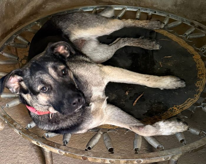 💖🐾 sasha bellissima cagnolina in adozione - media 5